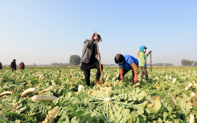 Le sfide dei lavoratori agricoli stagionali